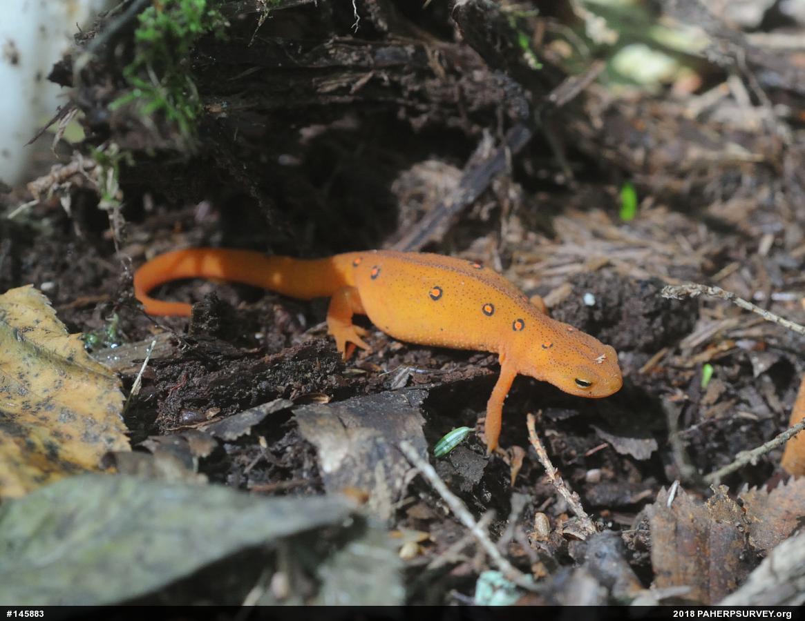 Red-spotted Newt