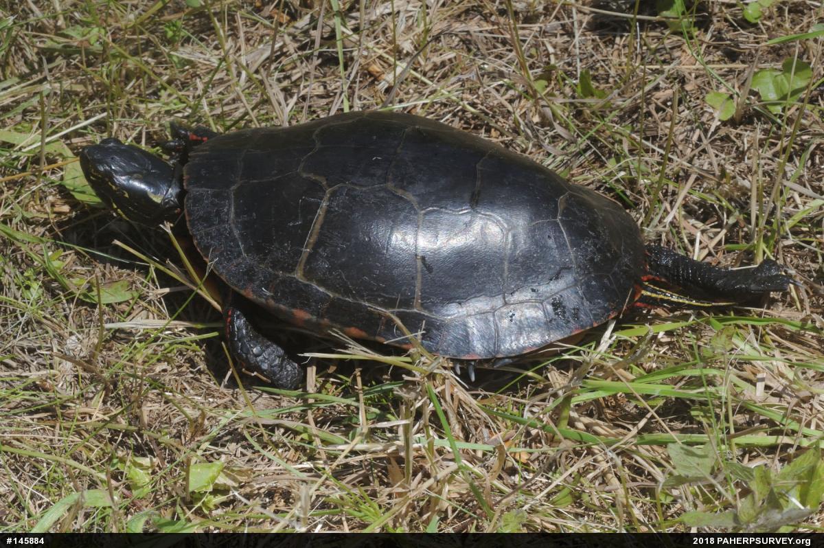 Midland Painted Turtle
