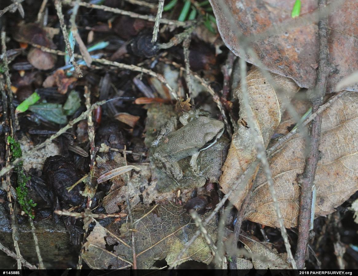 Wood Frog