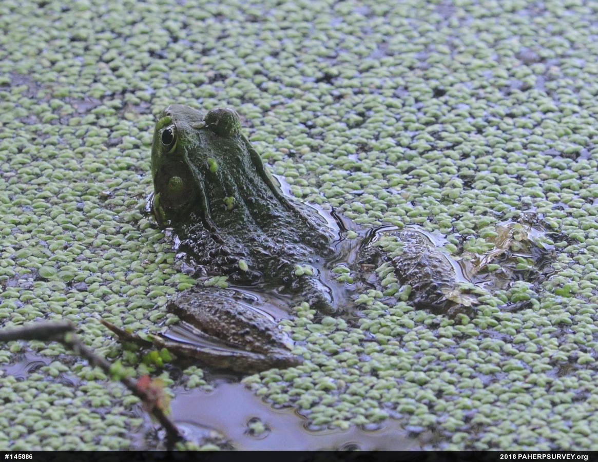 Green Frog