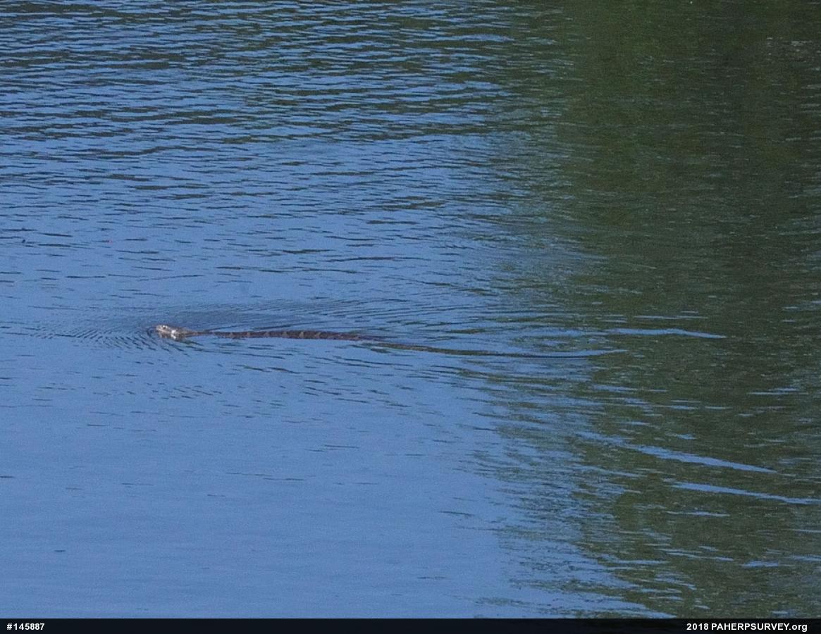 Northern Watersnake