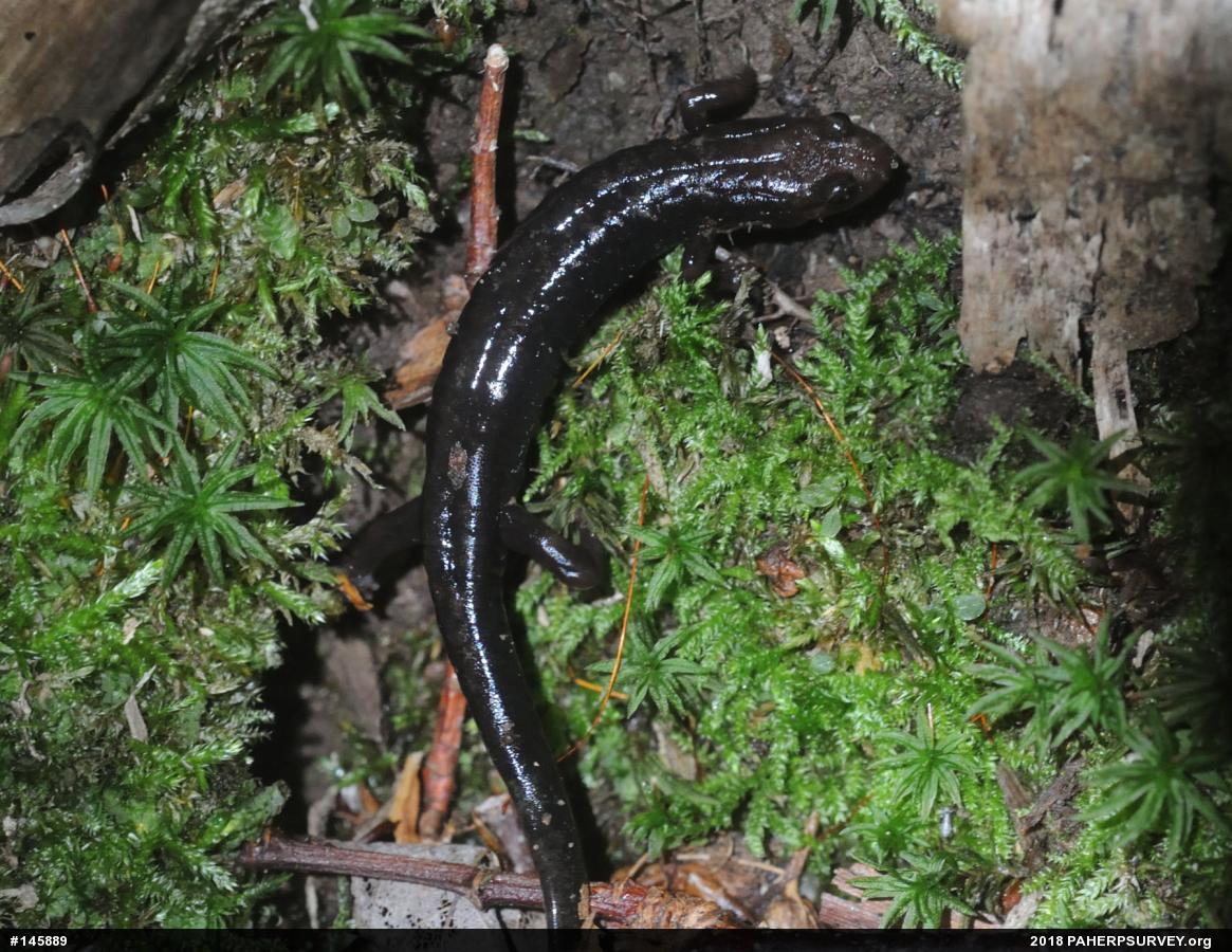 Allegheny Mountain Dusky Salamander
