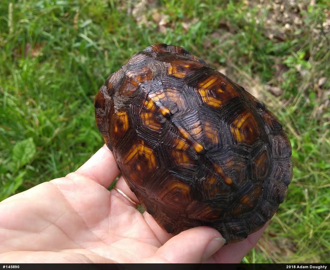 Eastern Box Turtle