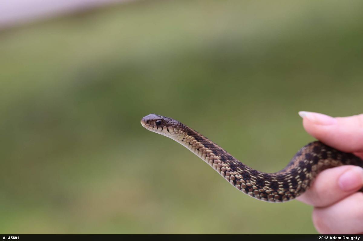 Eastern Gartersnake