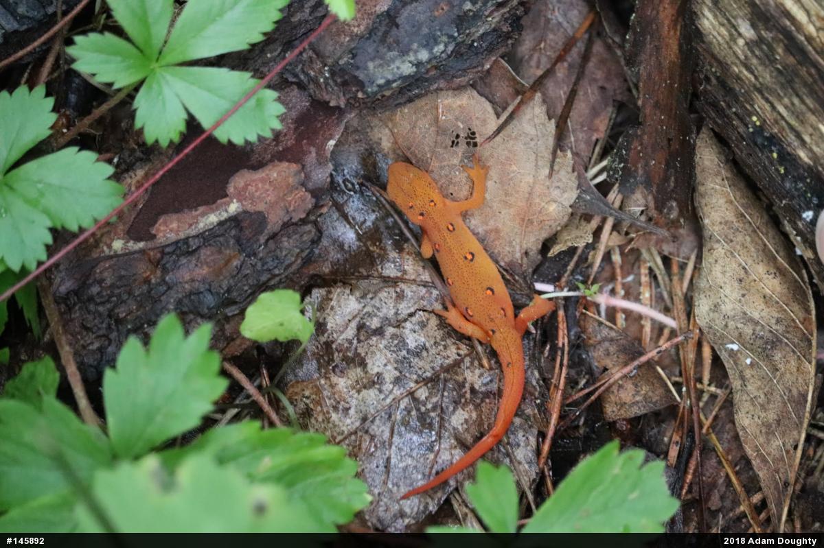 Red-spotted Newt