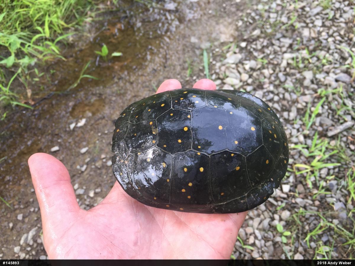 Spotted Turtle