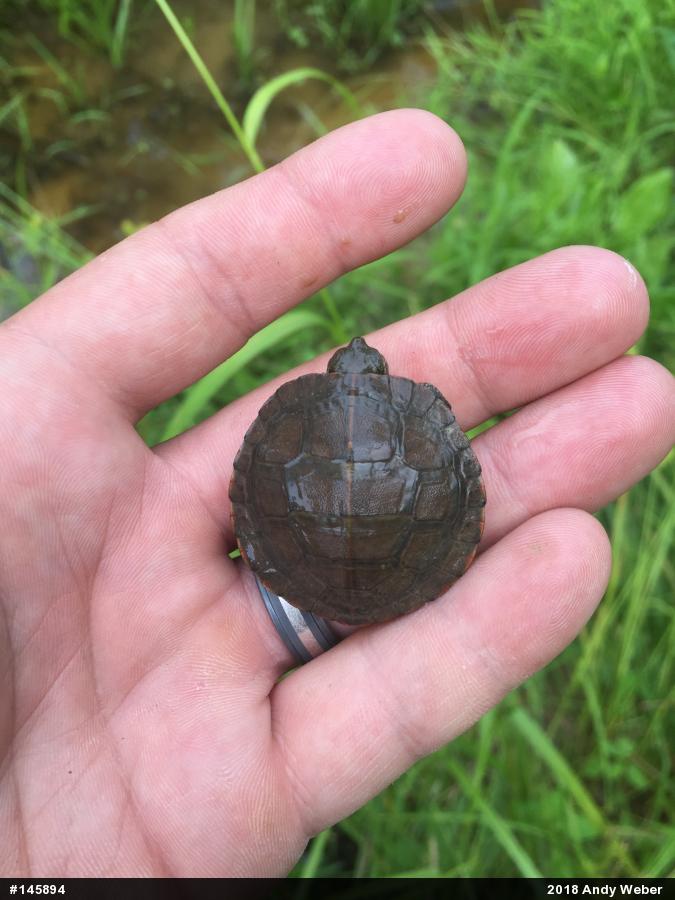 Painted Turtle