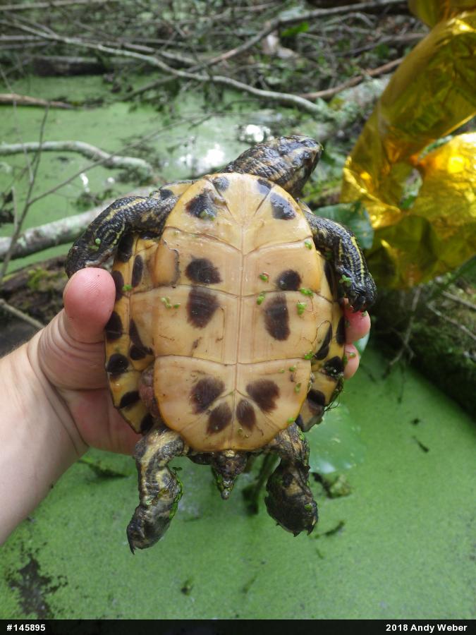 Pond Slider