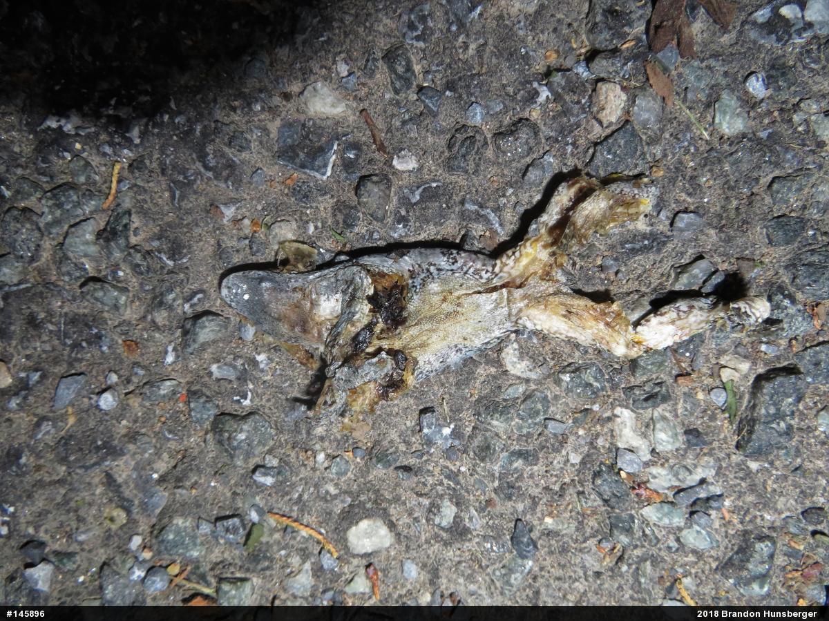 Unknown Gray Treefrog