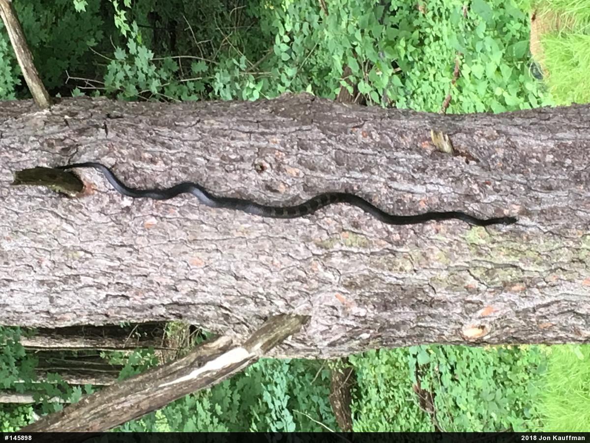Eastern Ratsnake