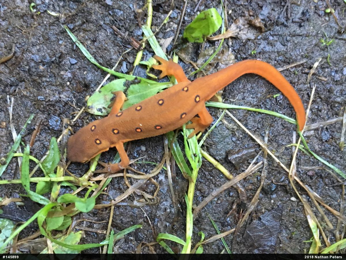 Red-spotted Newt