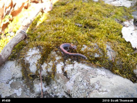 Eastern Red-backed  Salamander