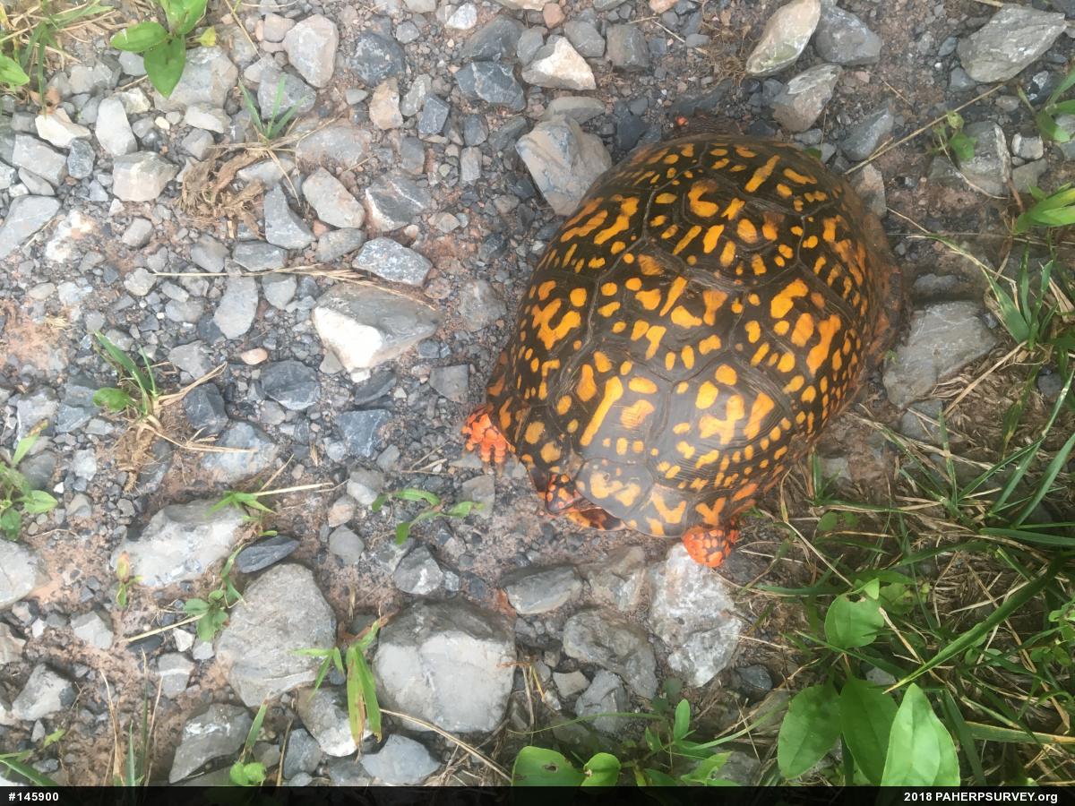 Eastern Box Turtle