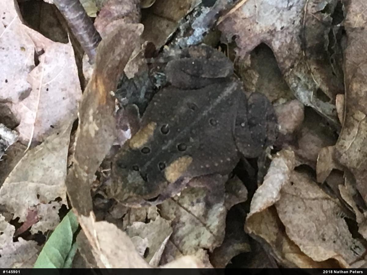 Eastern American Toad