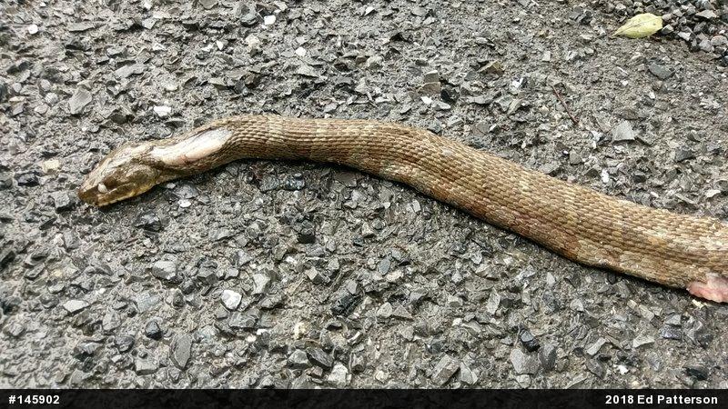 Northern Watersnake