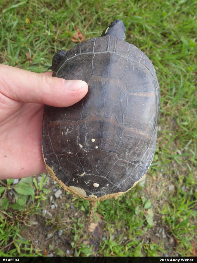 Painted Turtle