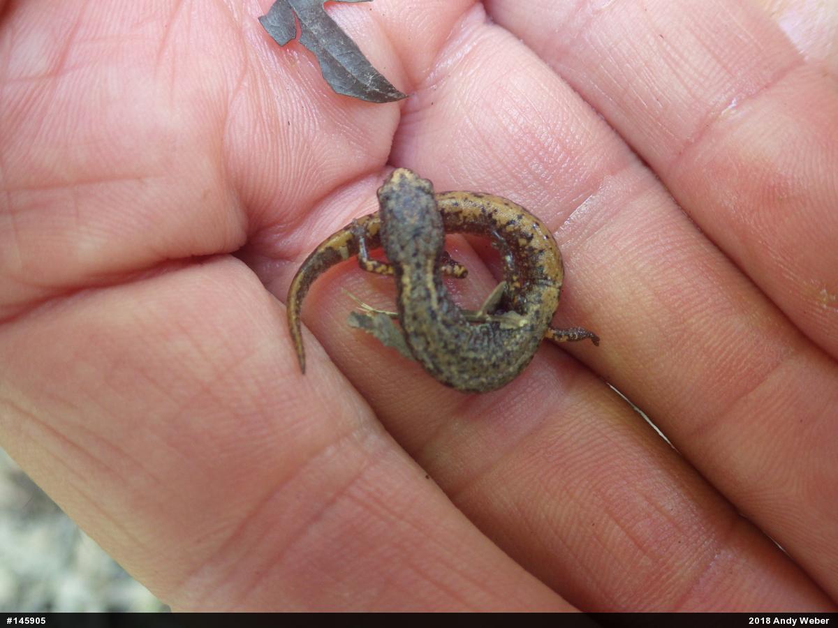 Four-toed Salamander
