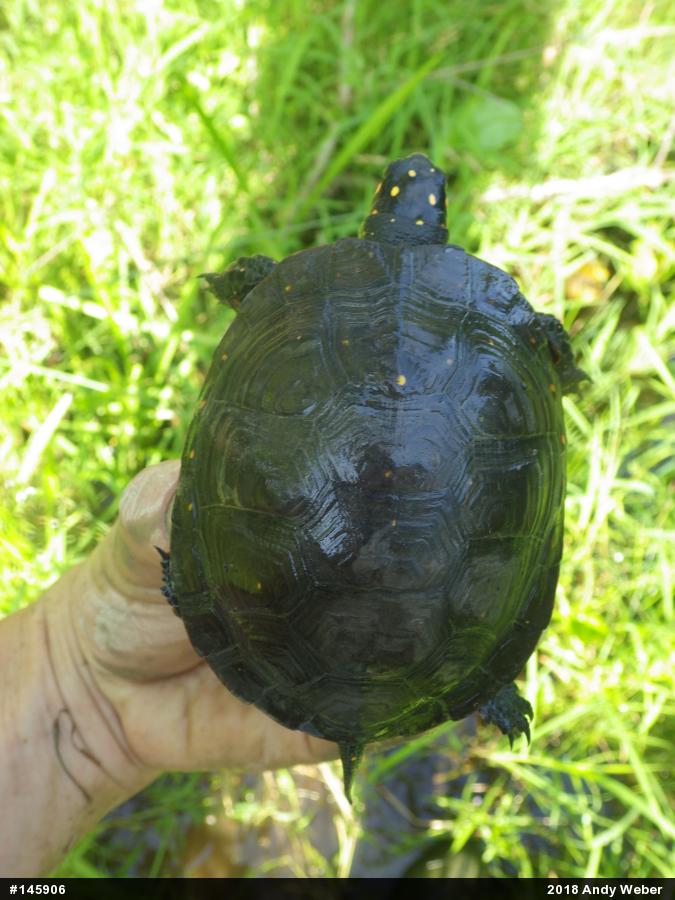 Spotted Turtle