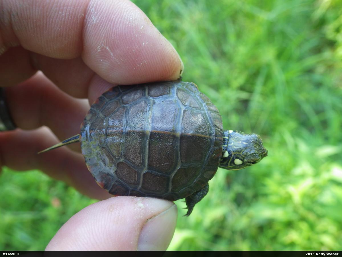 Painted Turtle