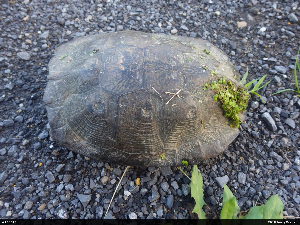 Wood Turtle