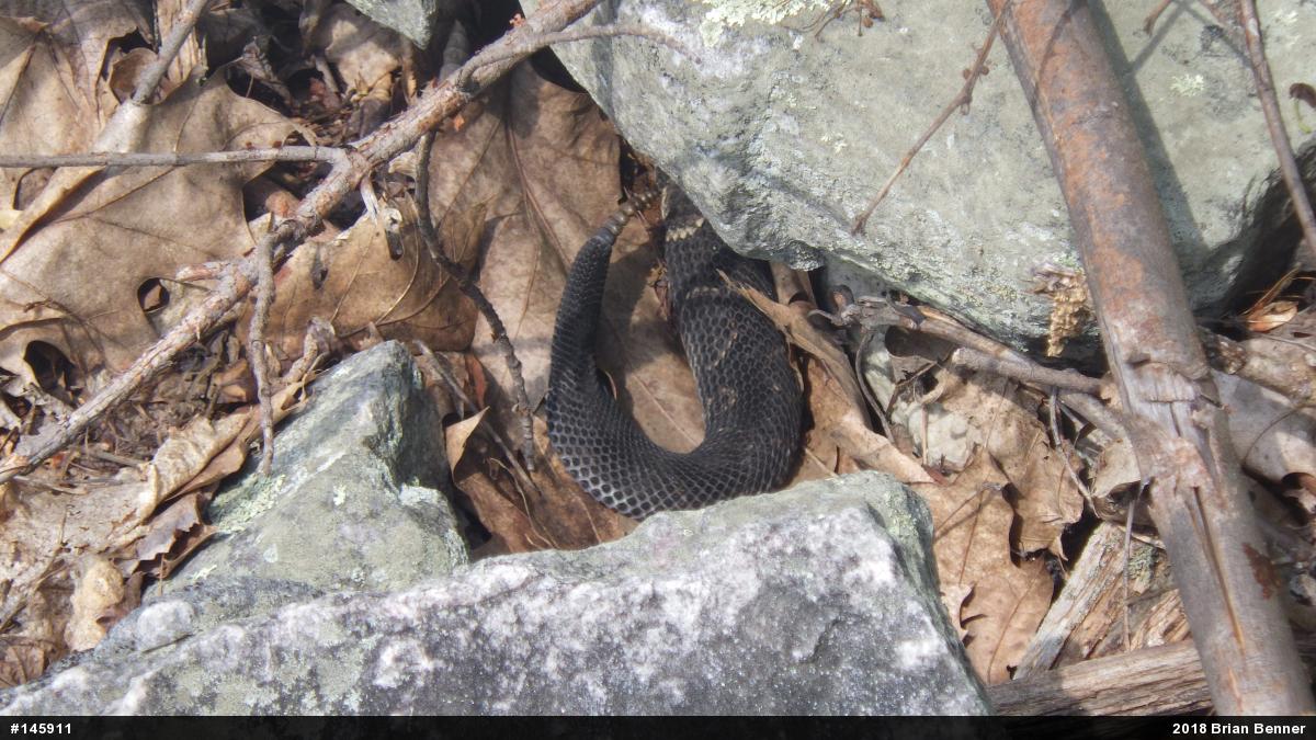 Timber Rattlesnake