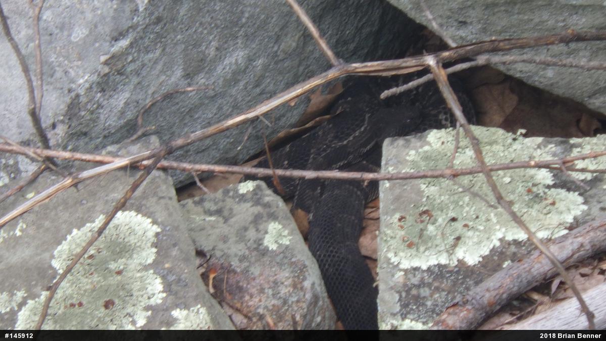 Timber Rattlesnake