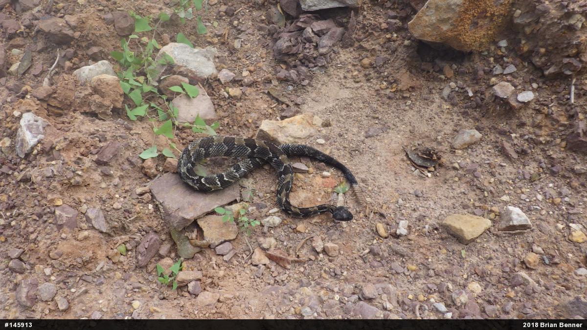Timber Rattlesnake