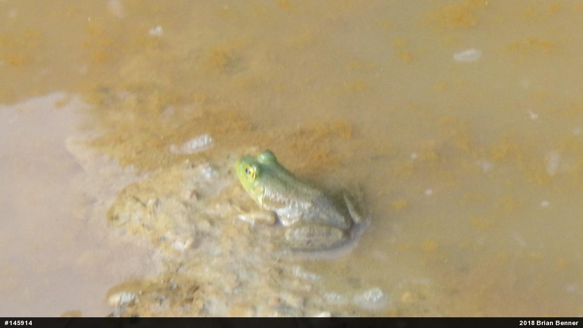 American Bullfrog