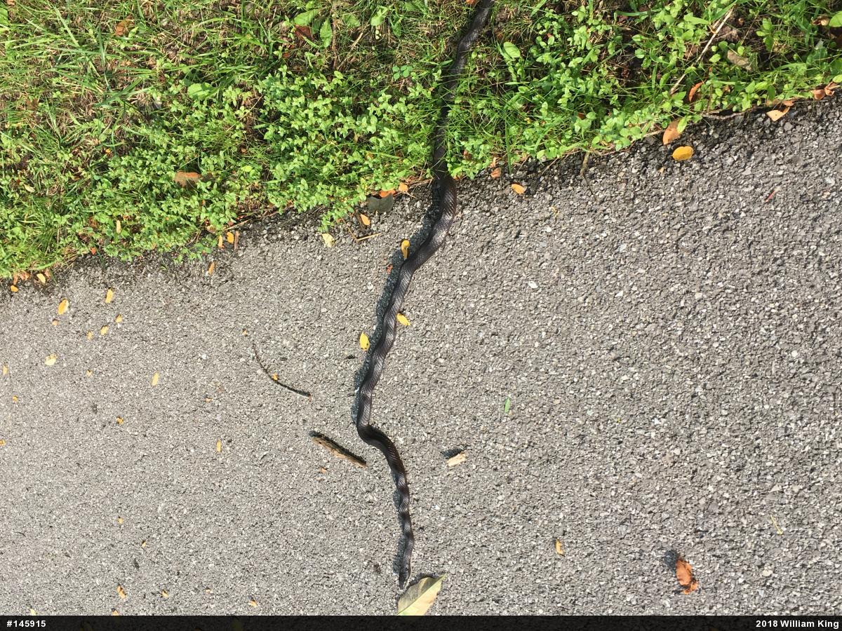Eastern Ratsnake