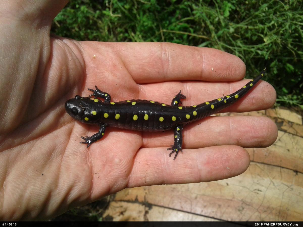 Spotted Salamander