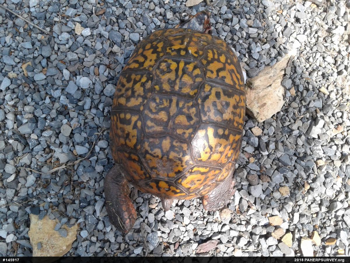 Eastern Box Turtle