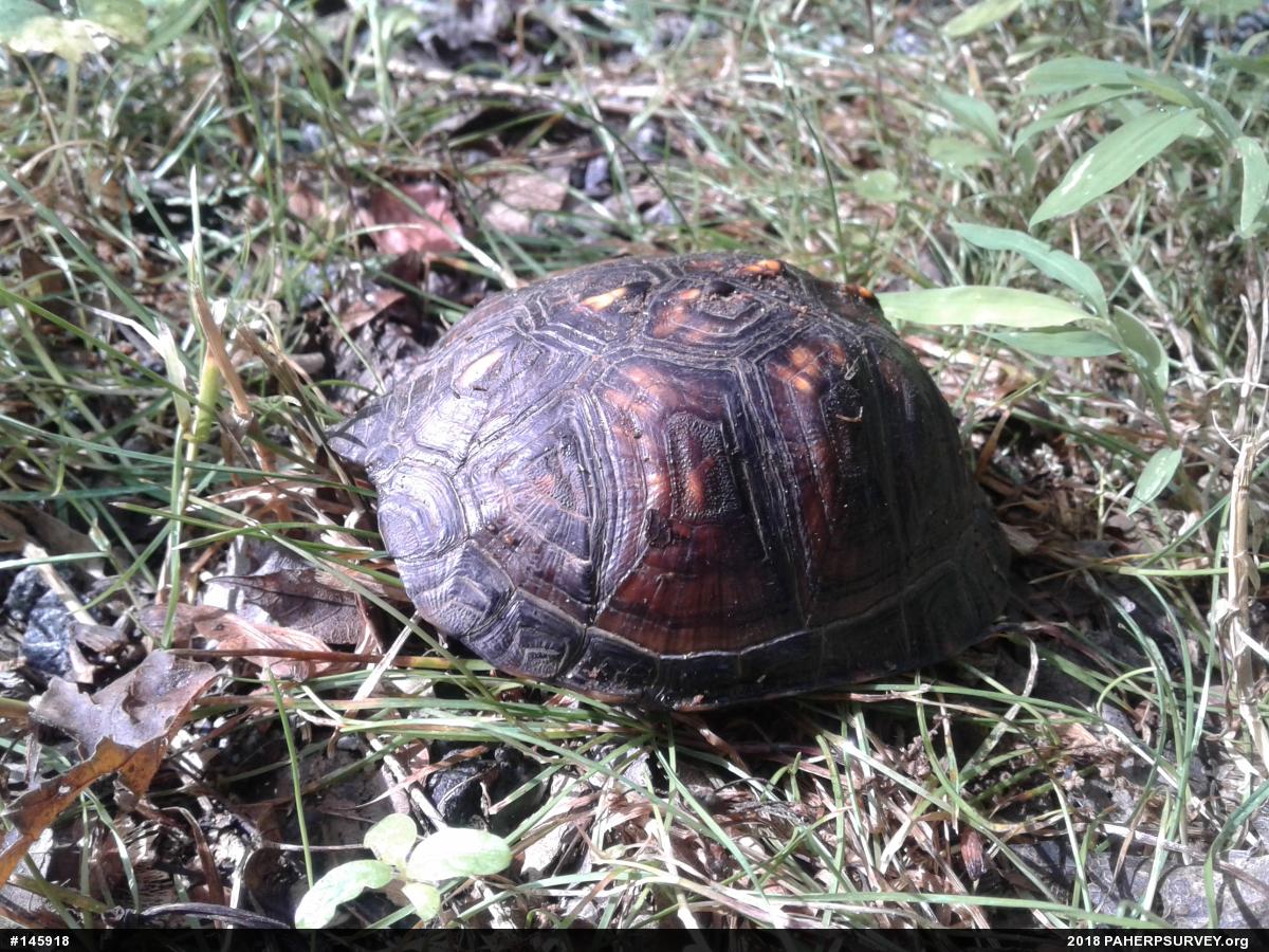 Eastern Box Turtle