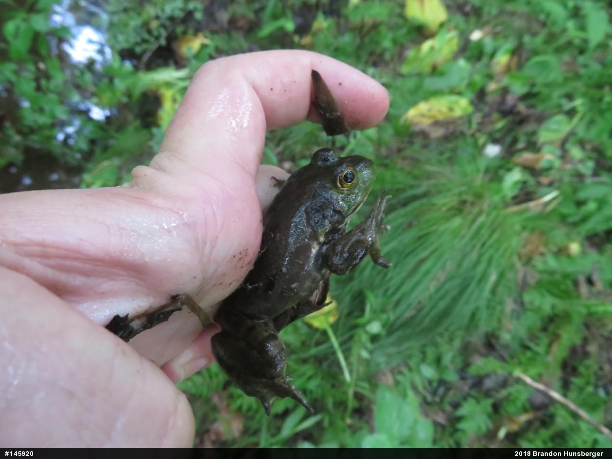 American Bullfrog