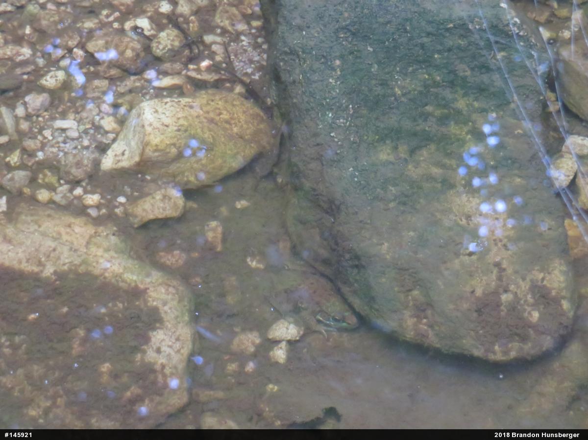 Green Frog
