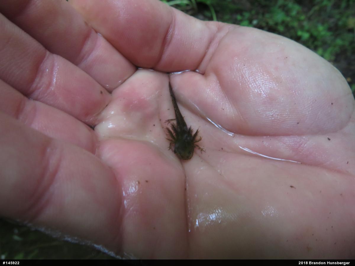 Mole Salamanders