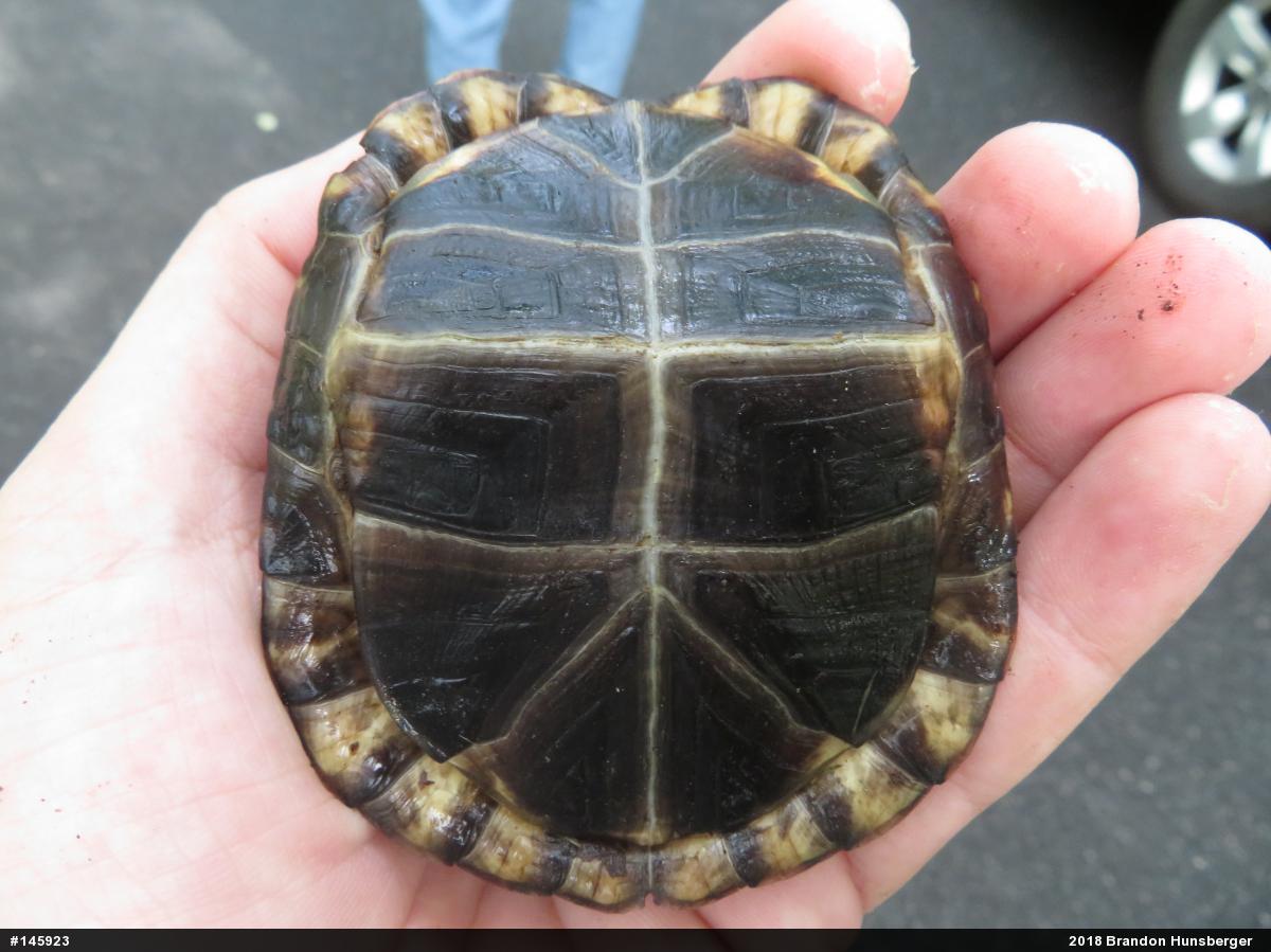 Eastern Box Turtle