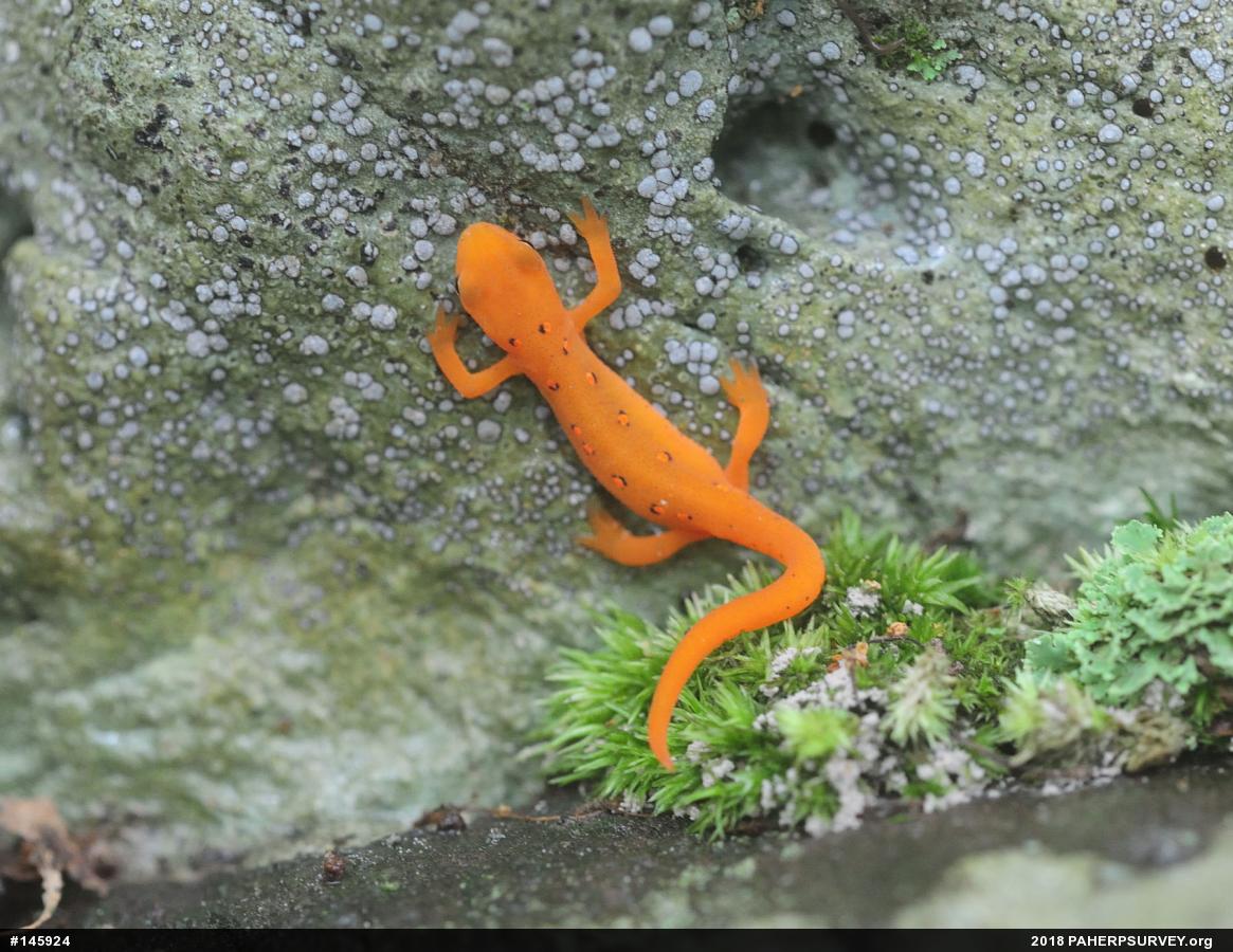 Red-spotted Newt
