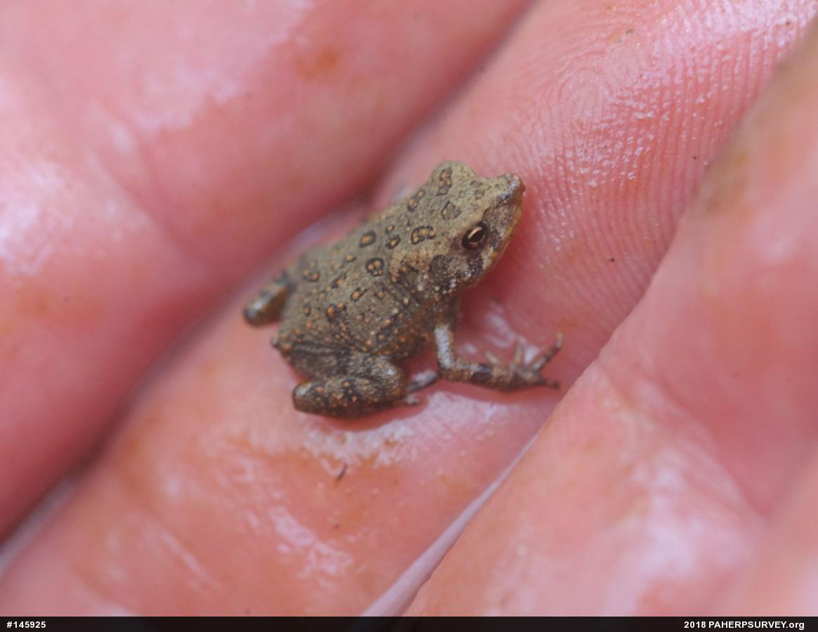 True Toads