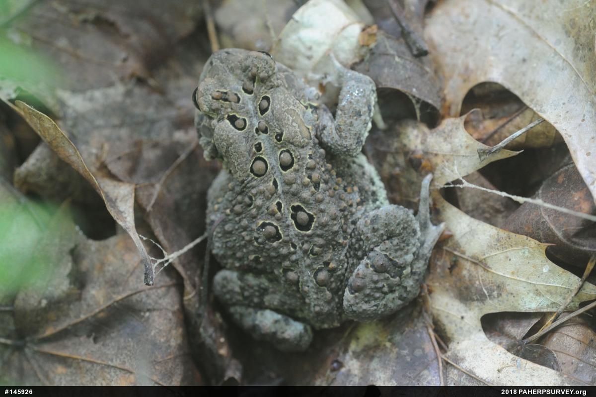 Eastern American Toad