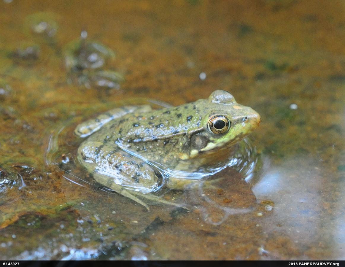 Green Frog