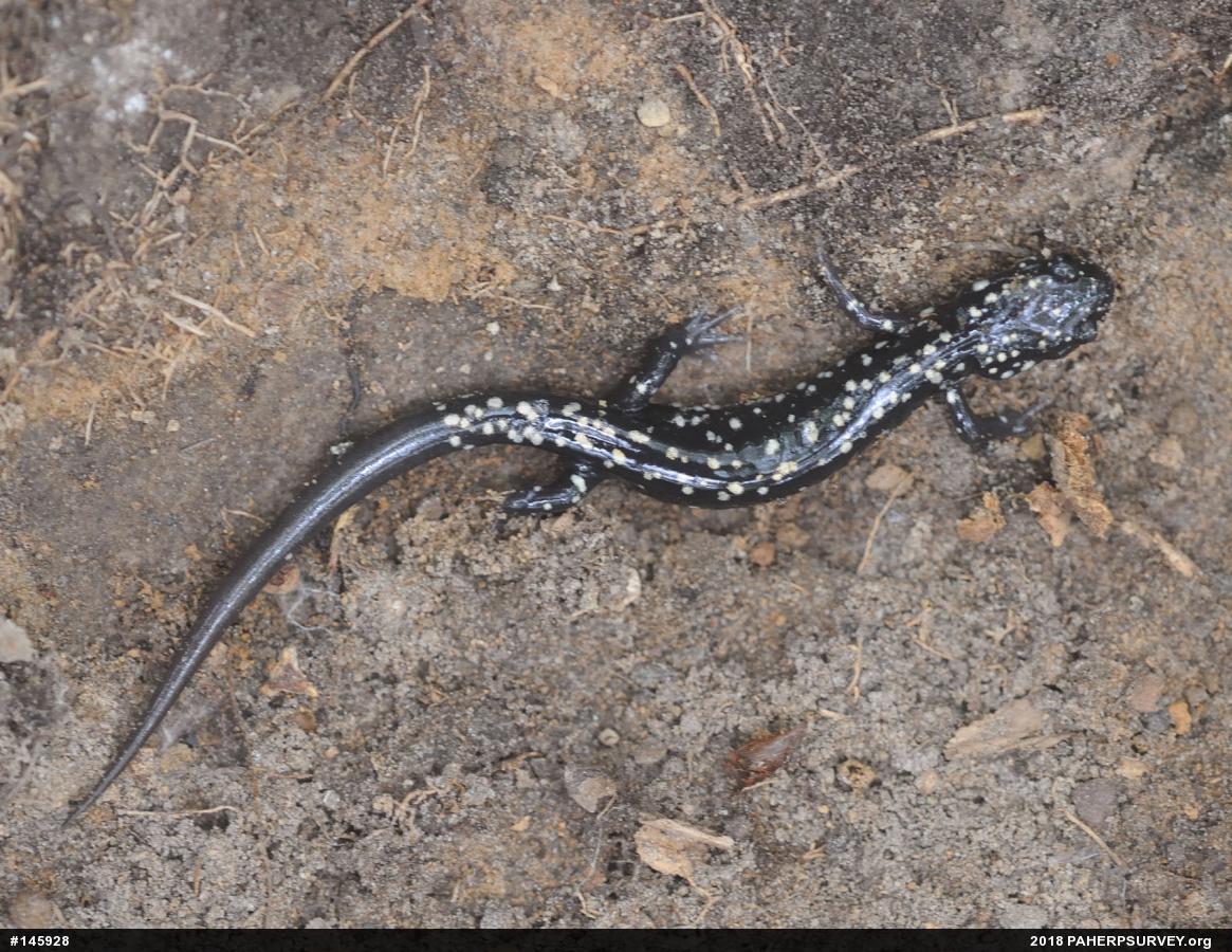 Northern Slimy Salamander