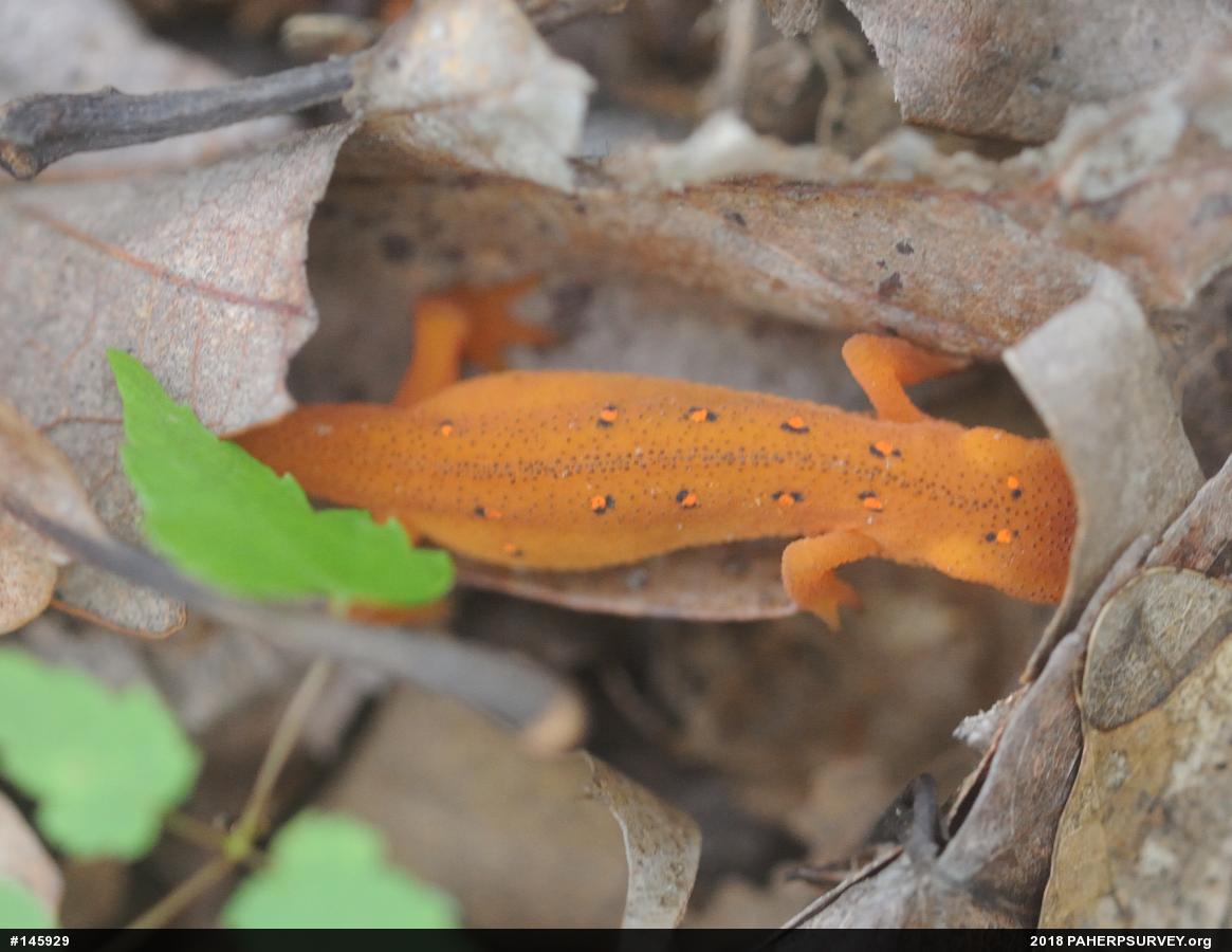 Red-spotted Newt