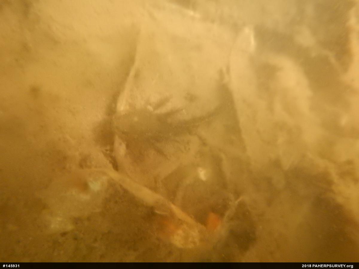 Mole Salamanders