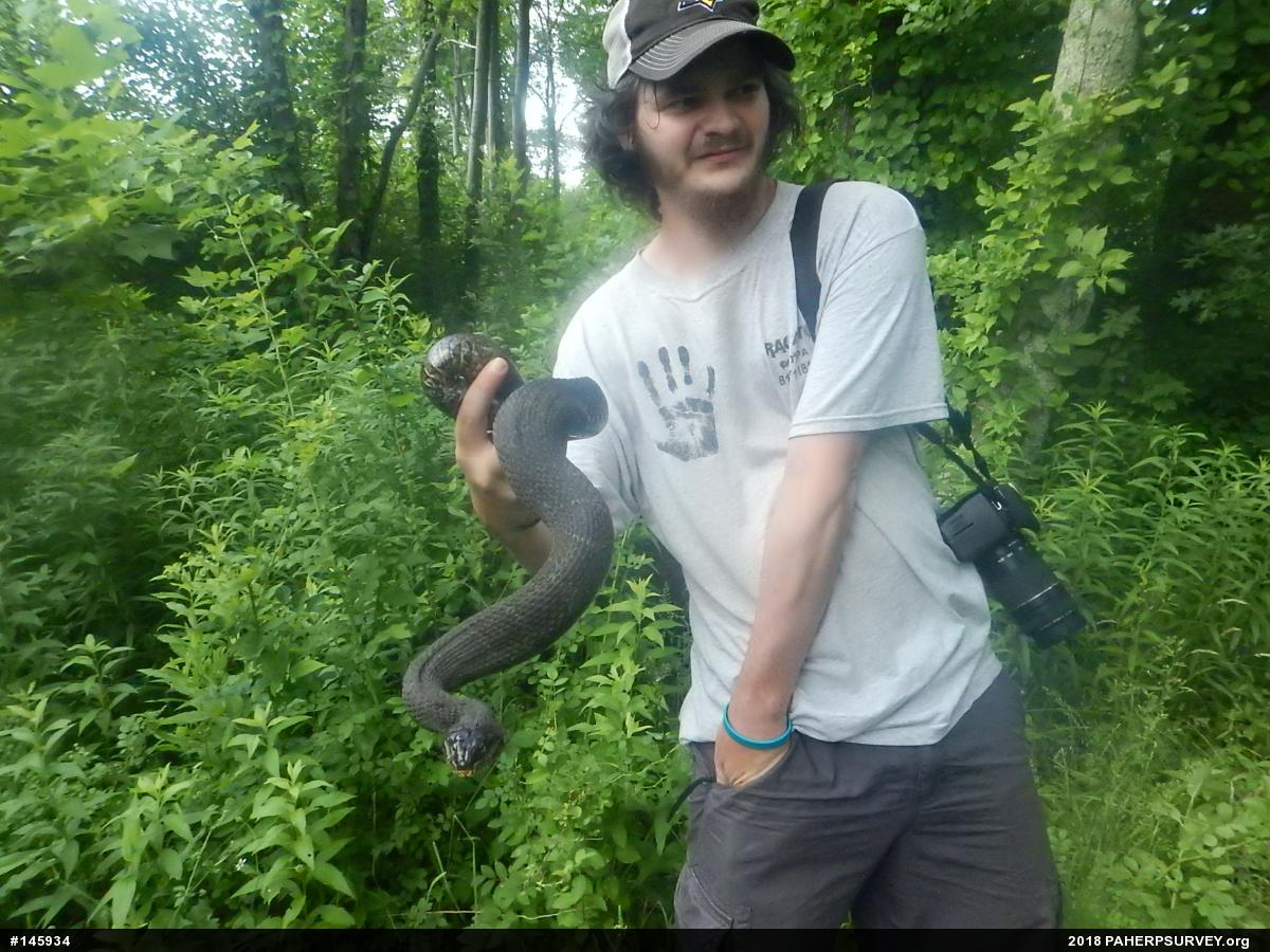 Northern Watersnake