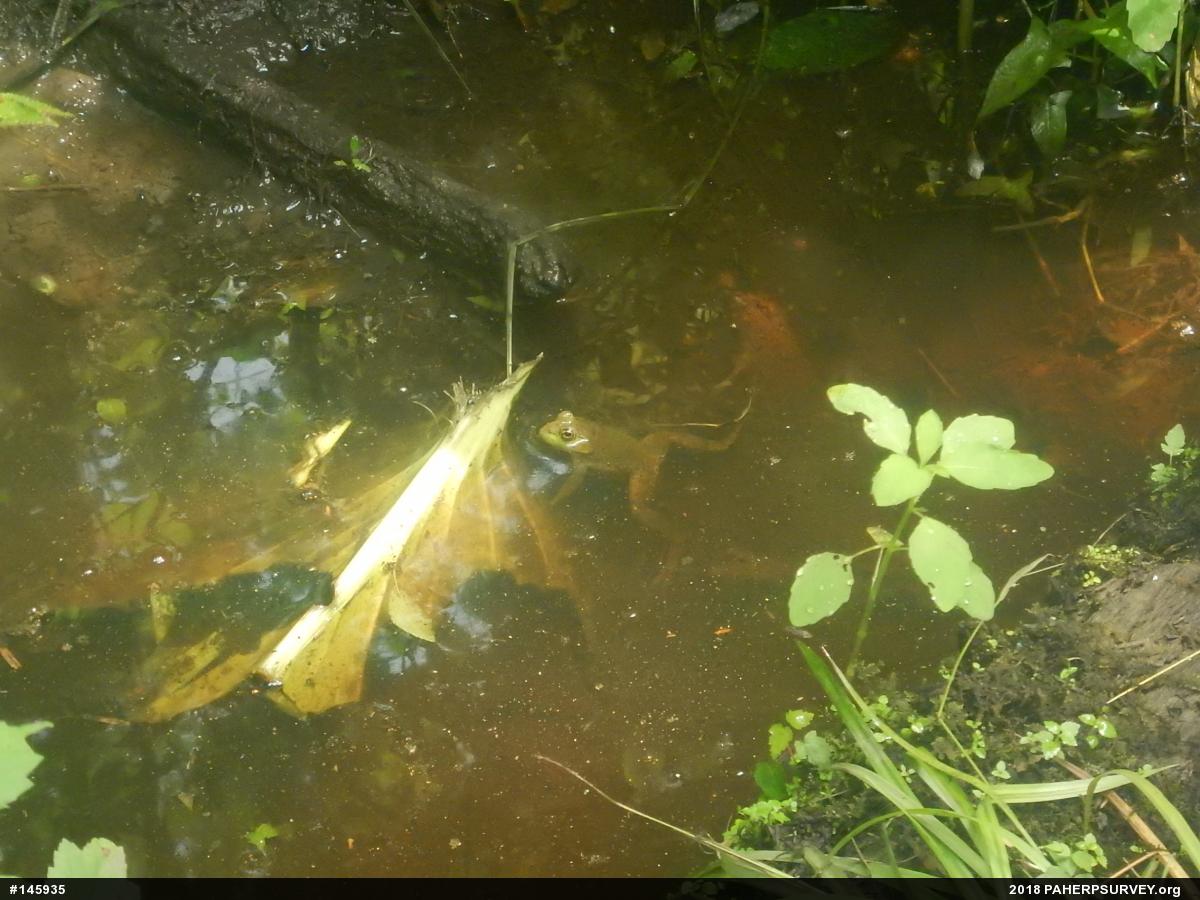 American Bullfrog