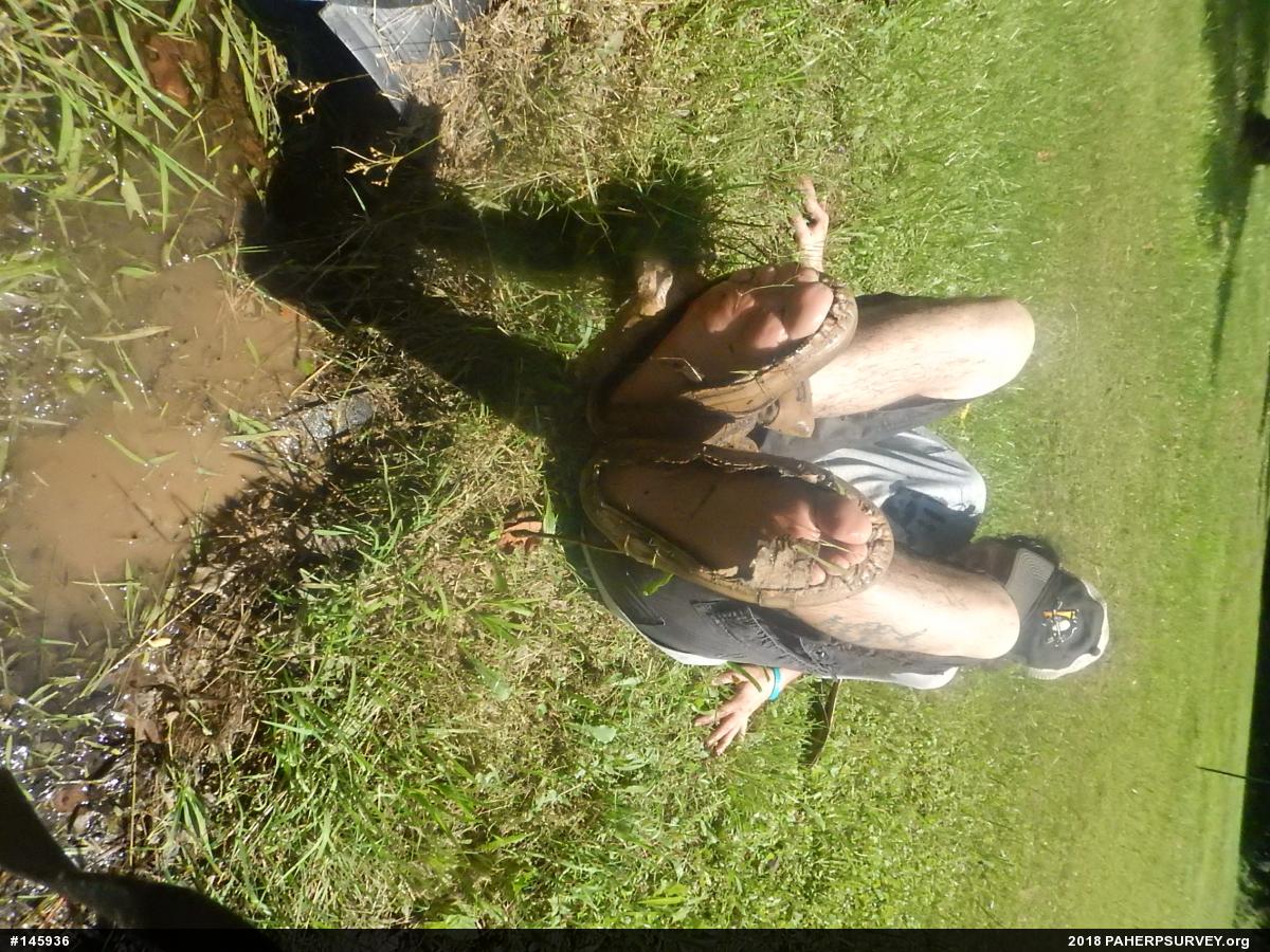 Snapping Turtle