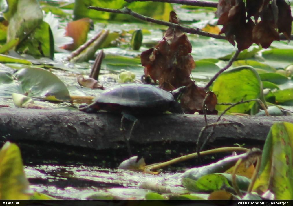 Eastern Painted Turtle