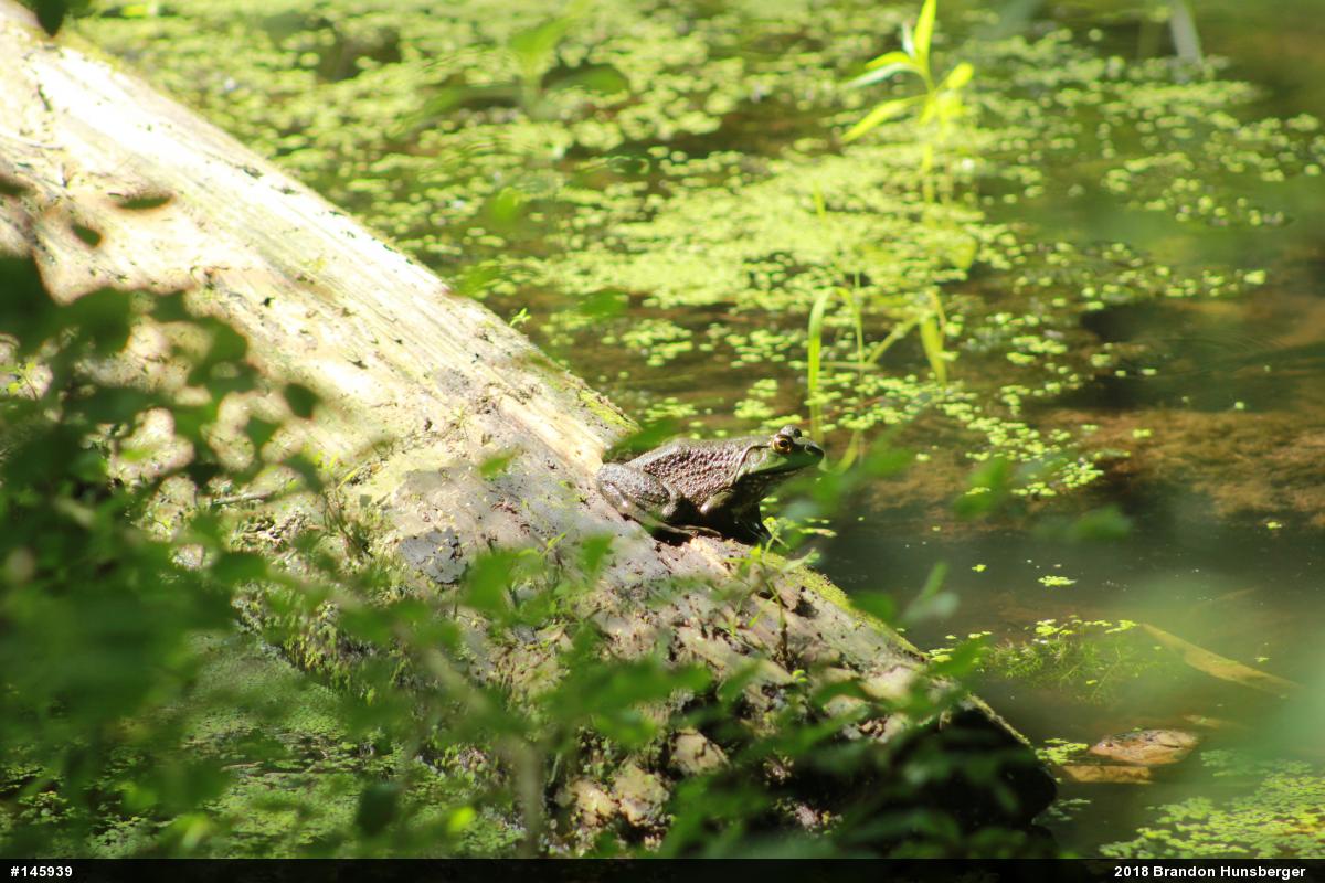 American Bullfrog