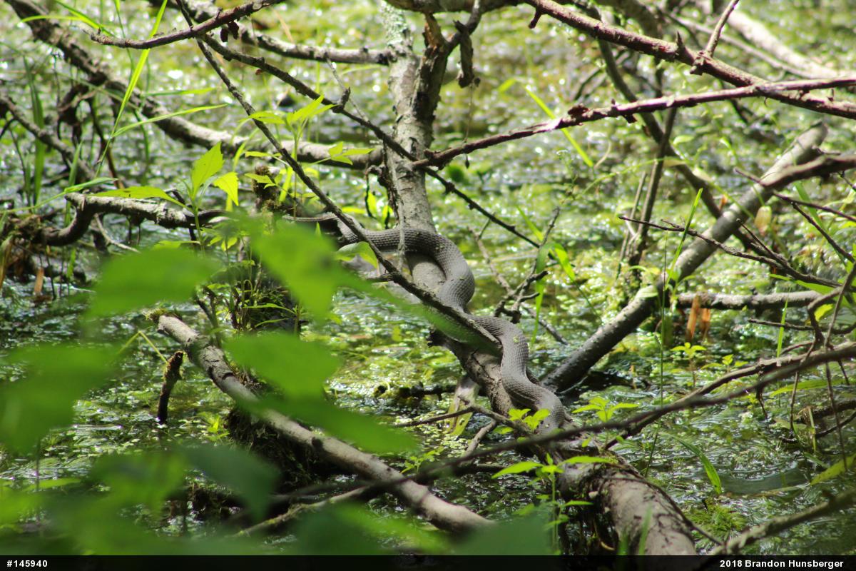 Northern Watersnake