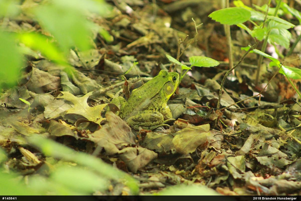 Green Frog